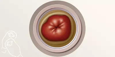 Une pomme rouge dans un bol blanc