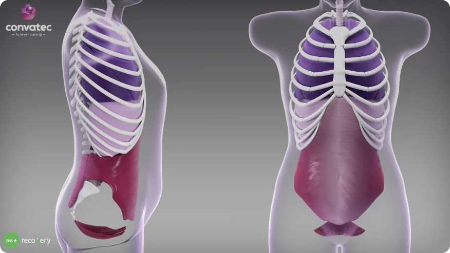 Un video de animación de respiración sobre la visualización del diafragma, el suelo pélvico y la coordinación de los músculos centrales en el cuidado del estoma.